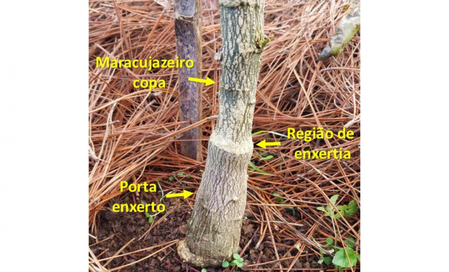 Experimento com maracujazeiro enxertado busca maior resistência e produtividade
