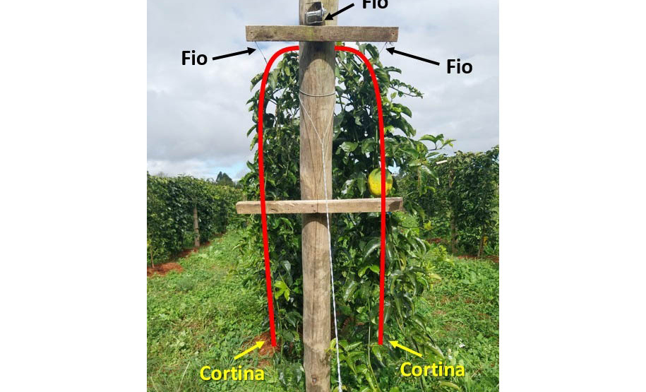 Experimento com maracujazeiro enxertado busca maior resistência e produtividade
