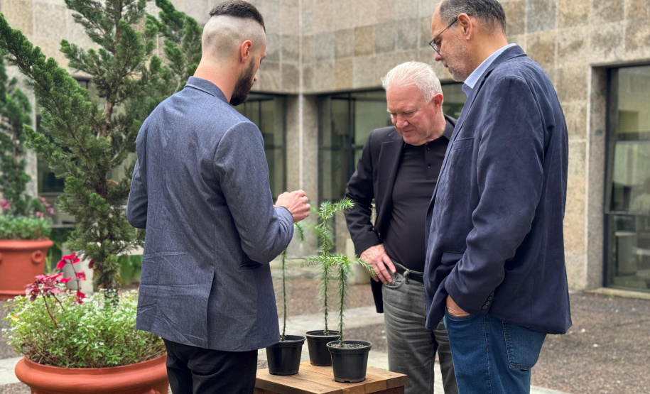 INOVAÇÃO - Bonsai de Araucária na Fundação Araucária