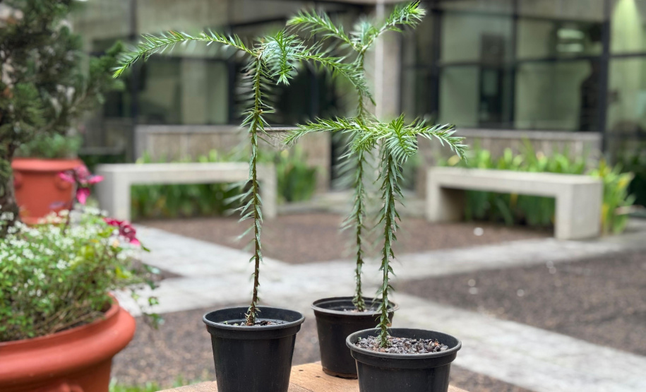 INOVAÇÃO - Bonsai de Araucária na Fundação Araucária