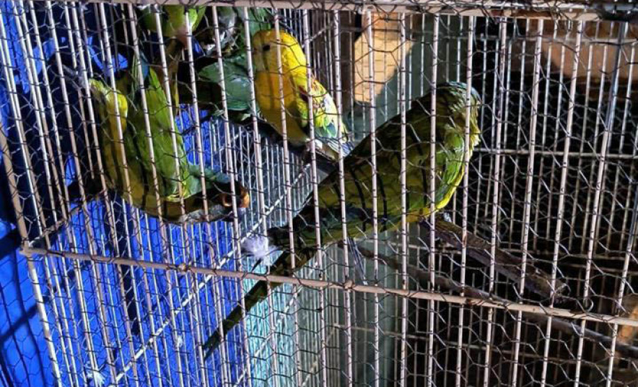 PCPR deflagra operação para desarticular um dos maiores grupos de tráfico internacional de animais do País