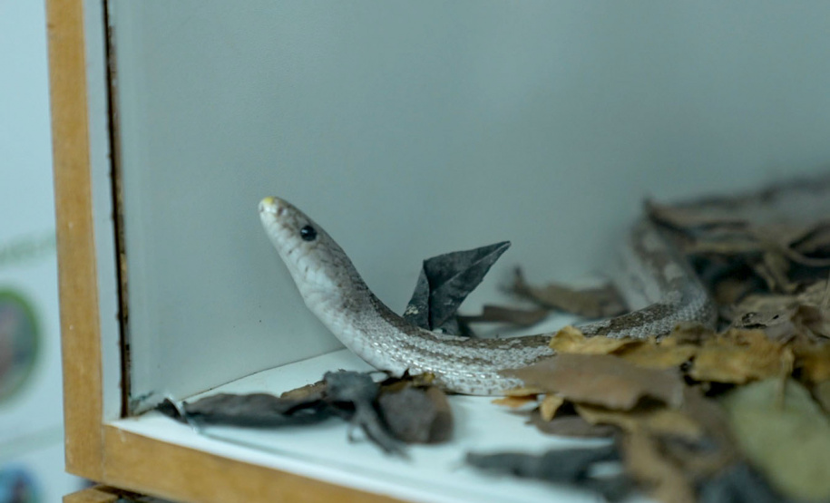 Visite Paraná" revela as belezas e os segredos de Cornélio Procópio