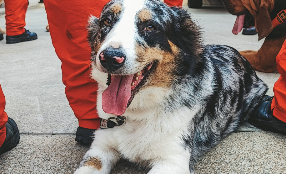 Grupo de Operações de Socorro Tático (GOST) do Corpo de Bombeiros Militar do Paraná (CBMPR)