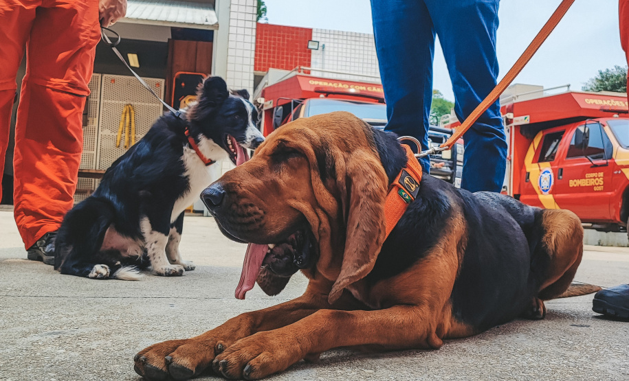 Grupo de Operações de Socorro Tático (GOST) do Corpo de Bombeiros Militar do Paraná (CBMPR)
