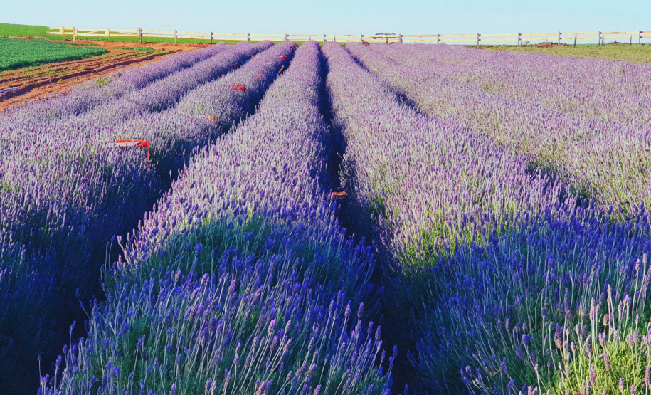 Turismo gera renda no meio rural