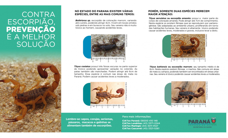 Saúde reforça cuidados e medidas de prevenção para evitar acidentes com escorpiões no Paraná