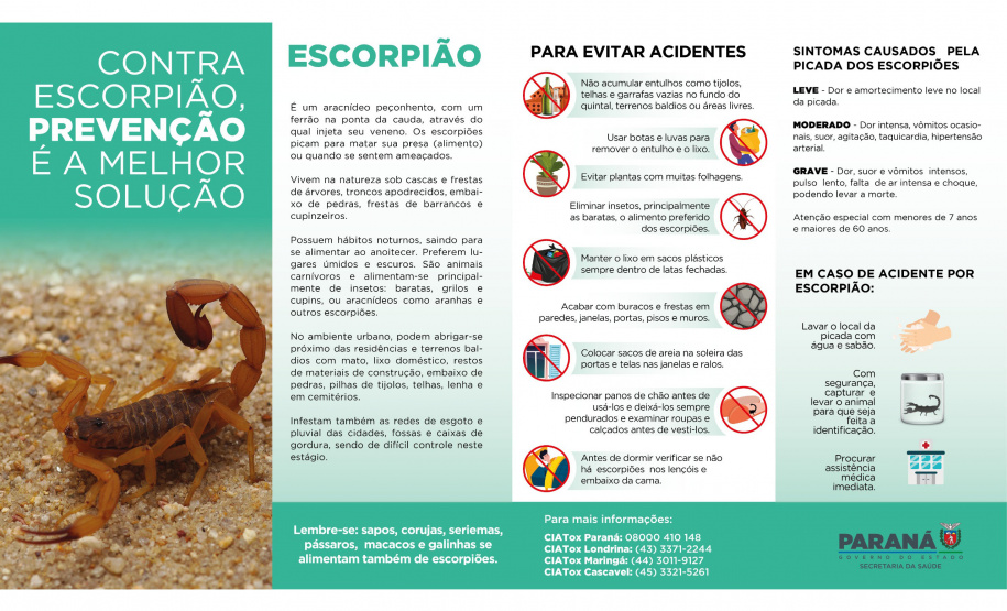 Saúde reforça cuidados e medidas de prevenção para evitar acidentes com escorpiões no Paraná