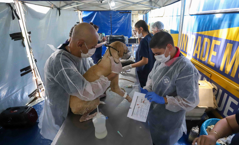 5º ciclo do CastraPet Paraná: Estado vai ampliar o número de cães e gatos imunizados contra a raiva