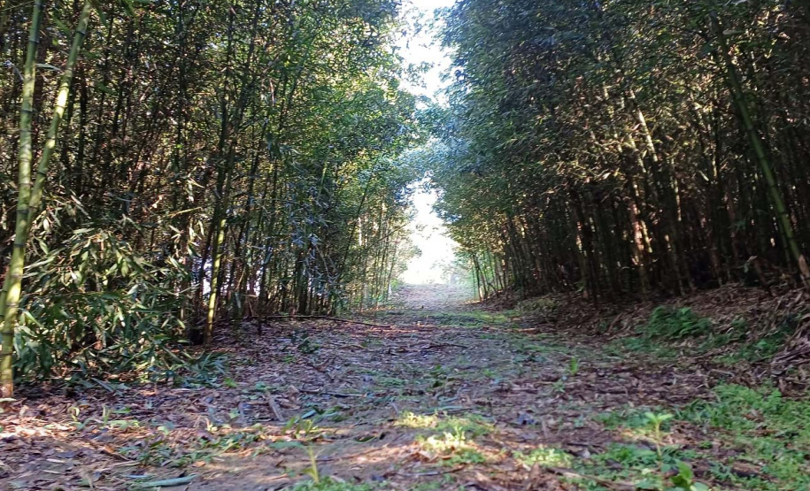 Opção para o final de semana: São José dos Pinhais oferece turismo em meio à Mata Atlântica