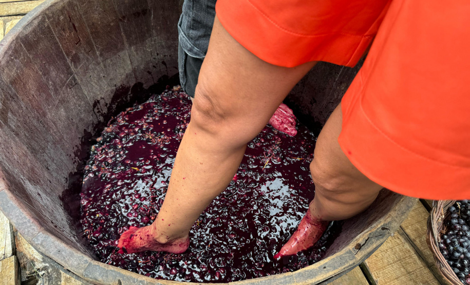 Com novo Mapa do Enoturismo, Paraná valoriza vinhos estaduais e visitas a produtores locais