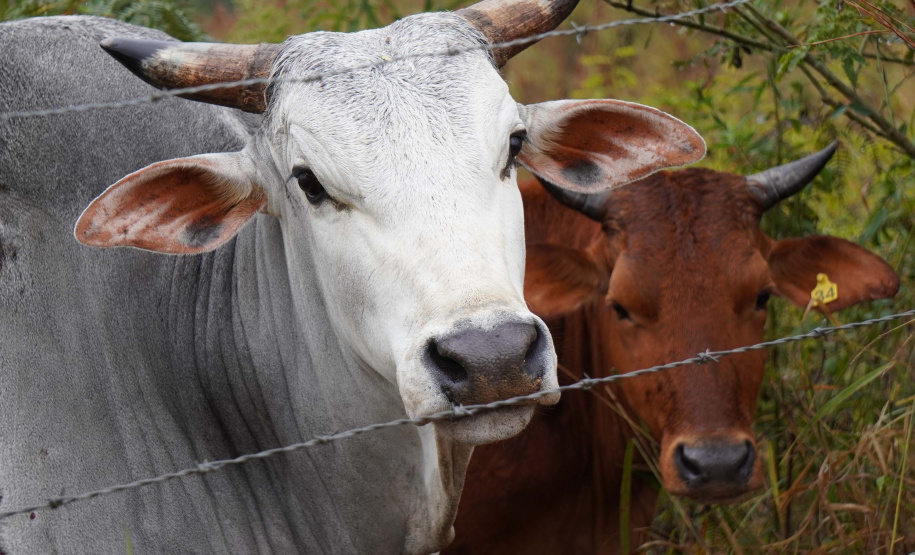 ação de Brucelose e Tuberculose