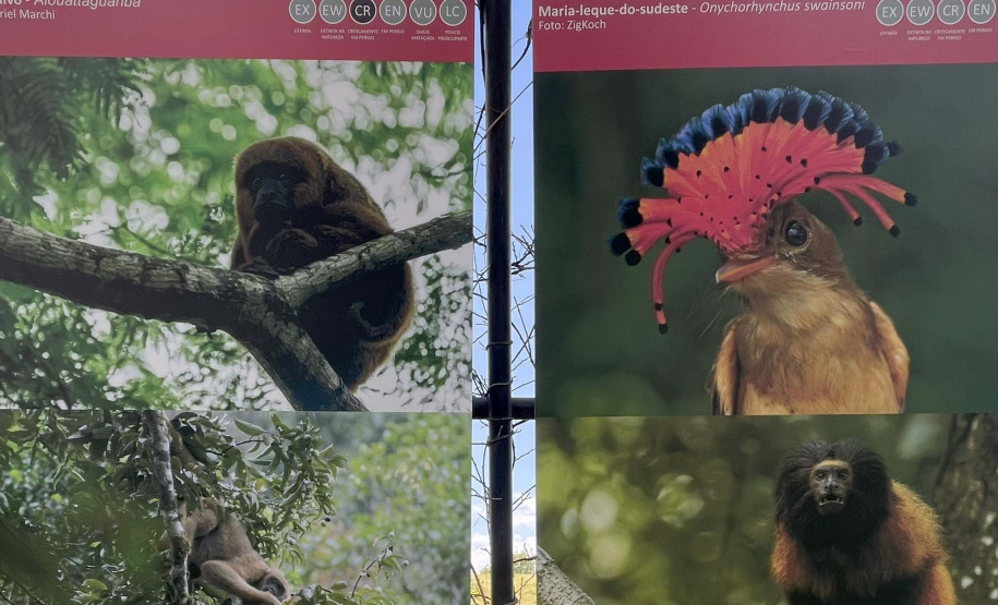 Exposição Fauna Ameaçada é Fauna a Ser Salva" atrai turistas para o Jardim Botânico de Curitiba