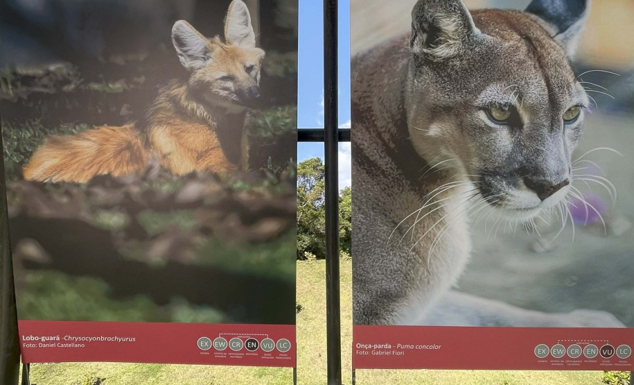 Exposição Fauna Ameaçada é Fauna a Ser Salva" atrai turistas para o Jardim Botânico de Curitiba