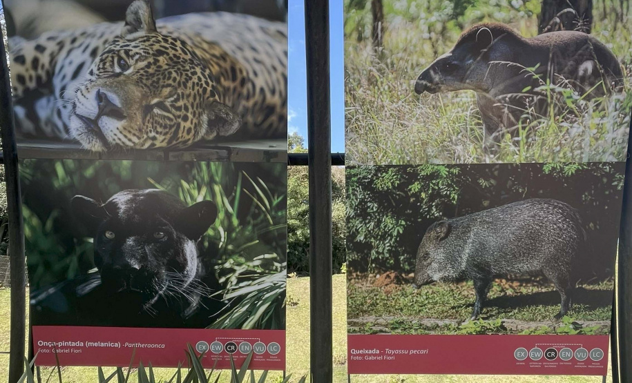Exposição Fauna Ameaçada é Fauna a Ser Salva" atrai turistas para o Jardim Botânico de Curitiba