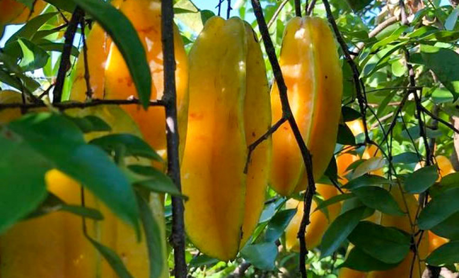 IDR - Encontro discute a fruticultura no Paraná