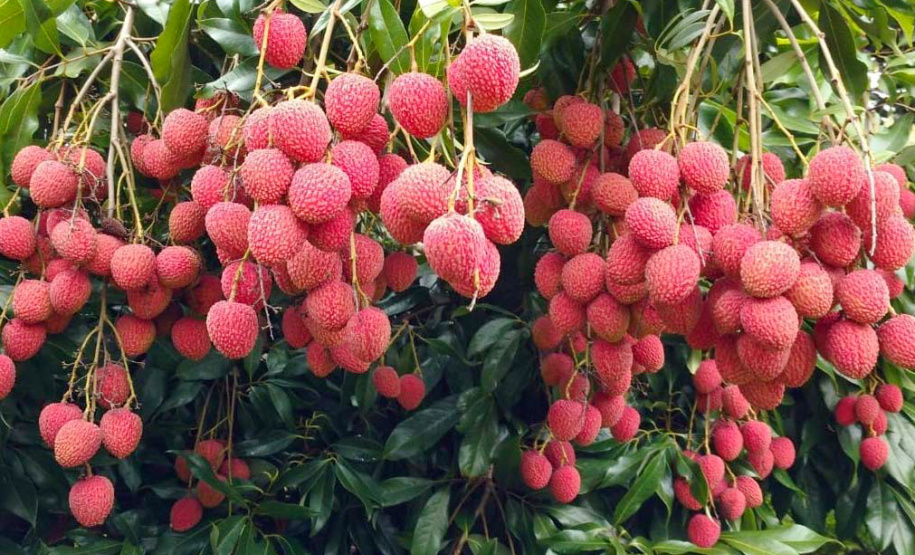 IDR - Encontro discute a fruticultura no Paraná