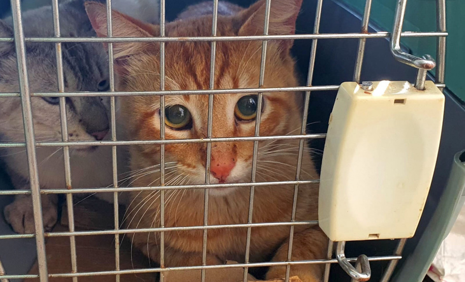 5º ciclo do CastraPet Paraná: Estado vai ampliar o número de cães e gatos imunizados contra a raiva