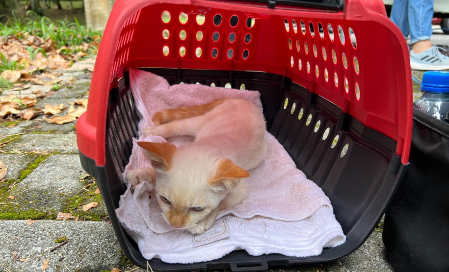 5º ciclo do CastraPet Paraná: Estado vai ampliar o número de cães e gatos imunizados contra a raiva