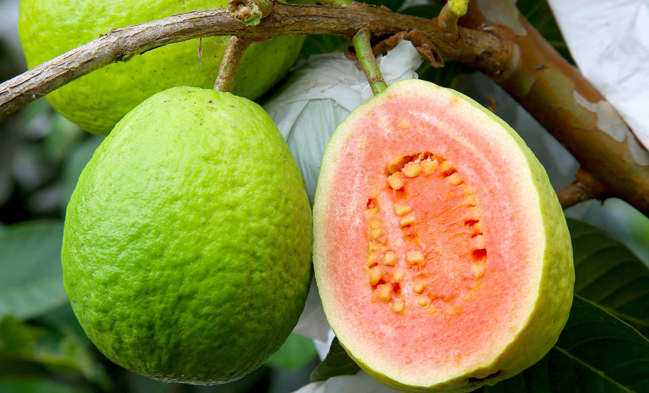 IDR - Encontro discute a fruticultura no Paraná