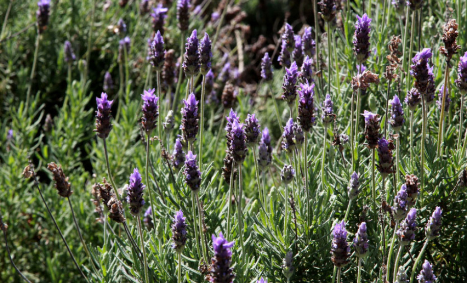 Turismo gera renda no meio rural