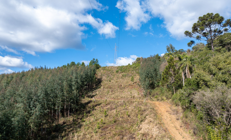COPEL - Propriedade rural cumpre a Lei Estadual da Faixa Limpa com solução rentável e sem danos à rede elétrica