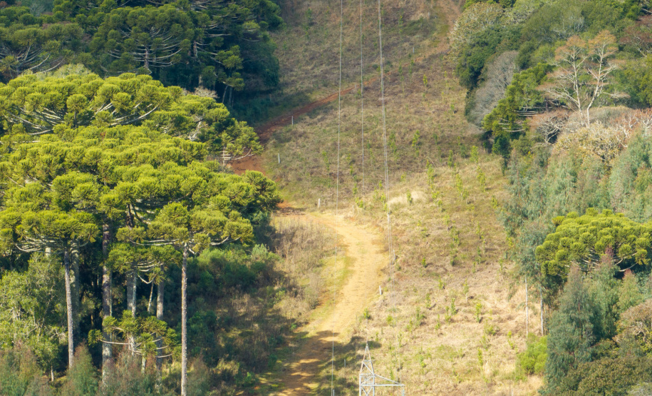 COPEL - Propriedade rural cumpre a Lei Estadual da Faixa Limpa com solução rentável e sem danos à rede elétrica