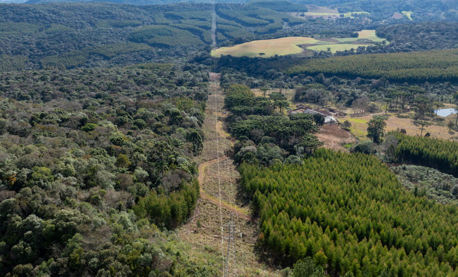 COPEL - Propriedade rural cumpre a Lei Estadual da Faixa Limpa com solução rentável e sem danos à rede elétrica
