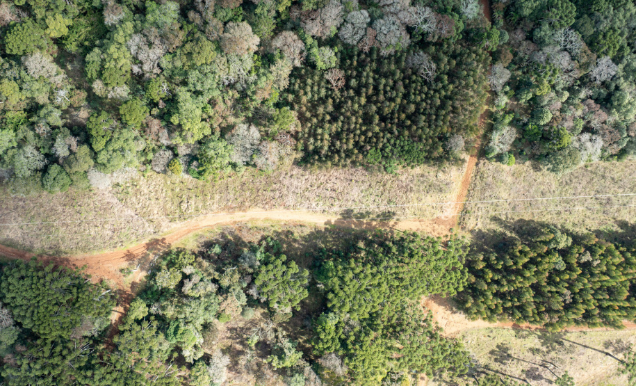 COPEL - Propriedade rural cumpre a Lei Estadual da Faixa Limpa com solução rentável e sem danos à rede elétrica
