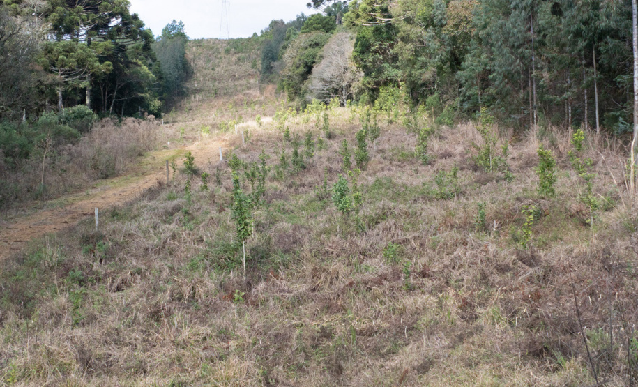 COPEL - Propriedade rural cumpre a Lei Estadual da Faixa Limpa com solução rentável e sem danos à rede elétrica