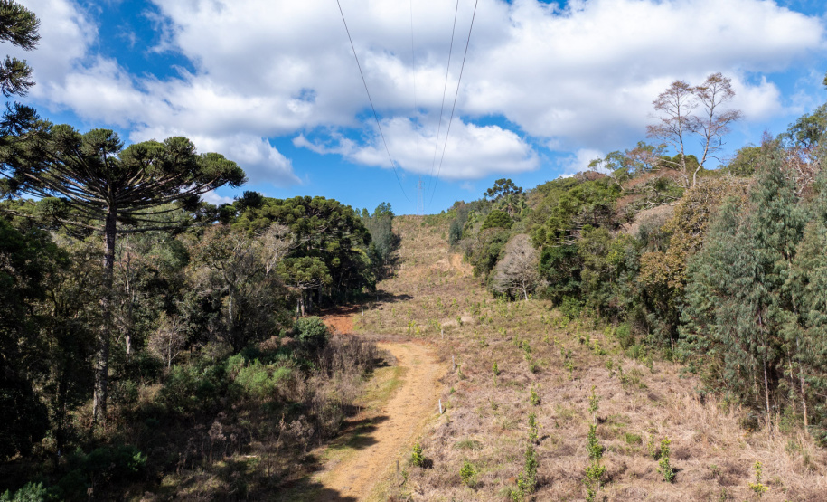 COPEL - Propriedade rural cumpre a Lei Estadual da Faixa Limpa com solução rentável e sem danos à rede elétrica