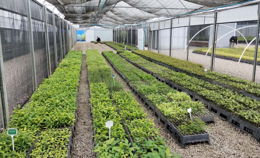 Nova Portaria editada pelo Instituto Água e Terra prevê novas diretrizes para a doação de mudas no Paraná.