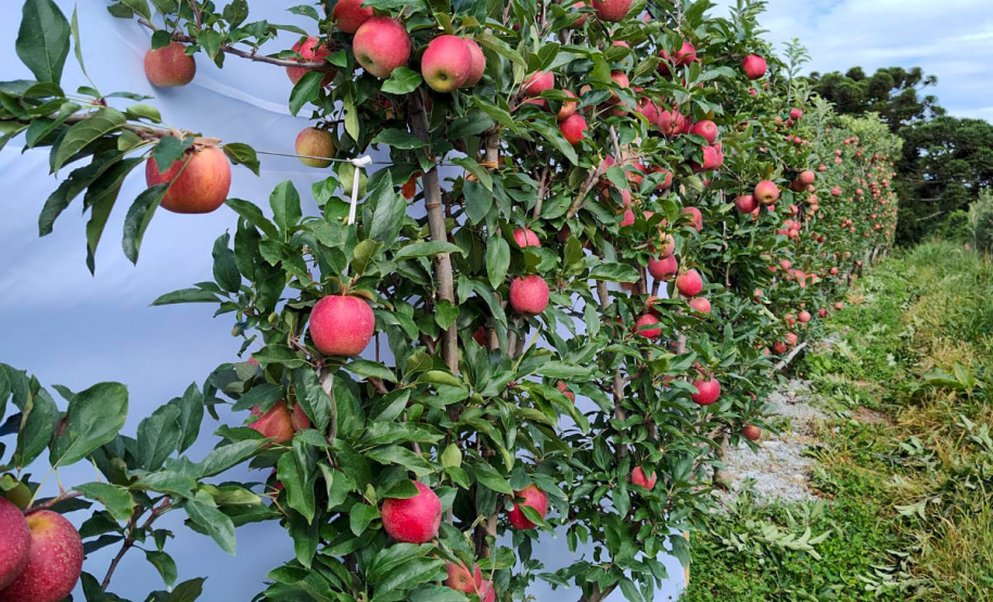 IDR - Encontro discute a fruticultura no Paraná