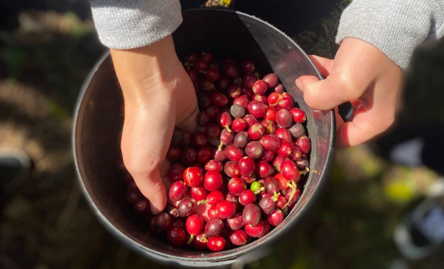 SEED - 50 anos da geada negra: data histórica inspira aulas e projetos diversificados na rede estadual do Paraná