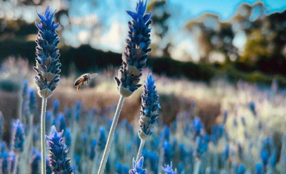 Turismo gera renda no meio rural
