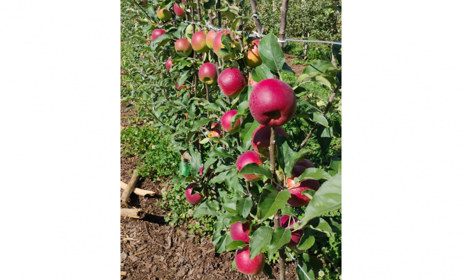 4º Encontro Paranaense de Fruticultura