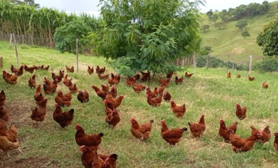 produção de ovos caipiras orgânicos. Fui no Instagram da Cocavi,