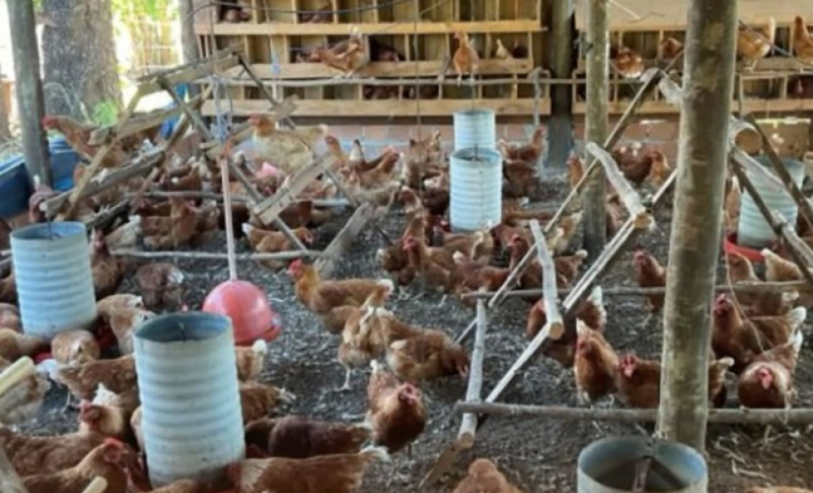 produção de ovos caipiras orgânicos. Fui no Instagram da Cocavi,