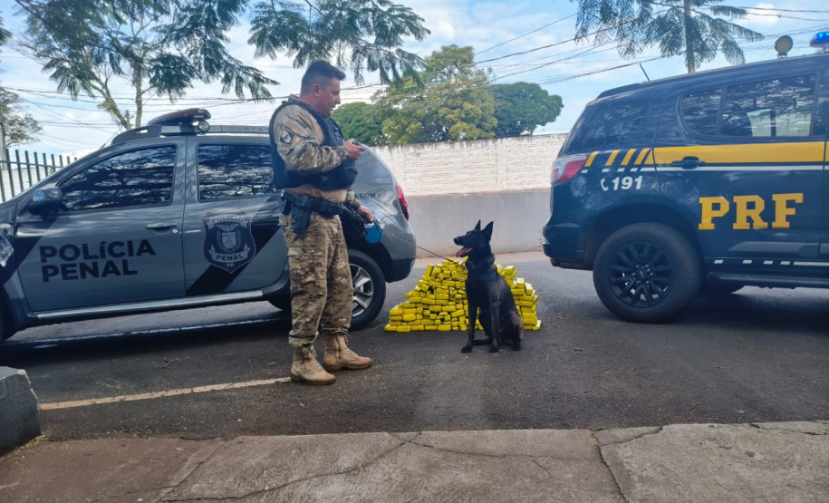 K9 “Glock”, da Polícia Penal, fareja e encontra 81 kg de maconha durante ação conjunta com a PRF em Maringá