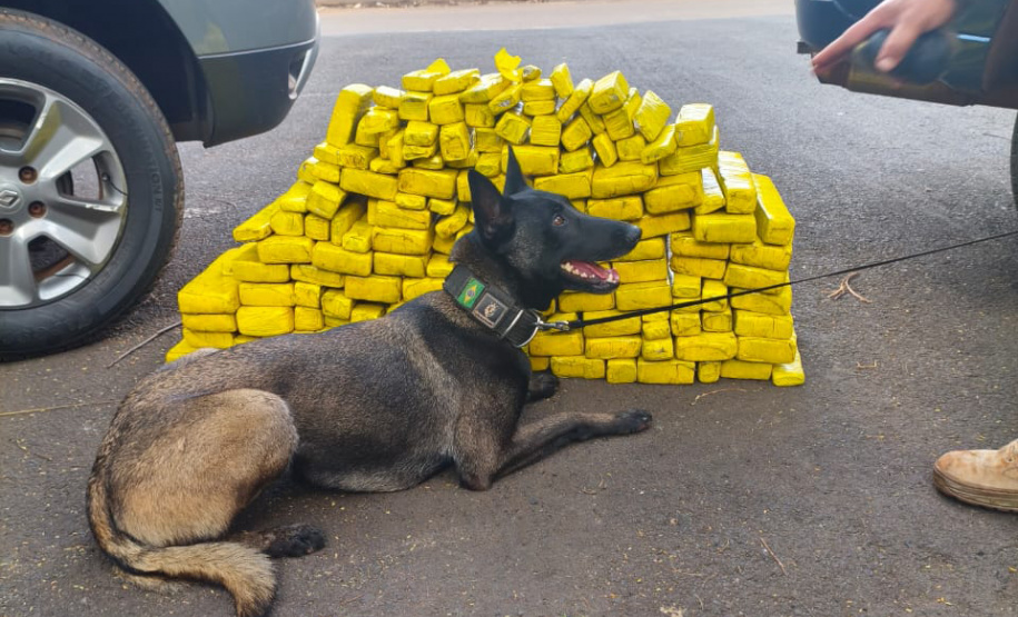 K9 “Glock”, da Polícia Penal, fareja e encontra 81 kg de maconha durante ação conjunta com a PRF em Maringá