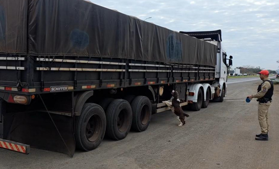 Com ajuda de cão, PMPR intercepta 1 tonelada de maconha em caminhão de arroz em Rolândia