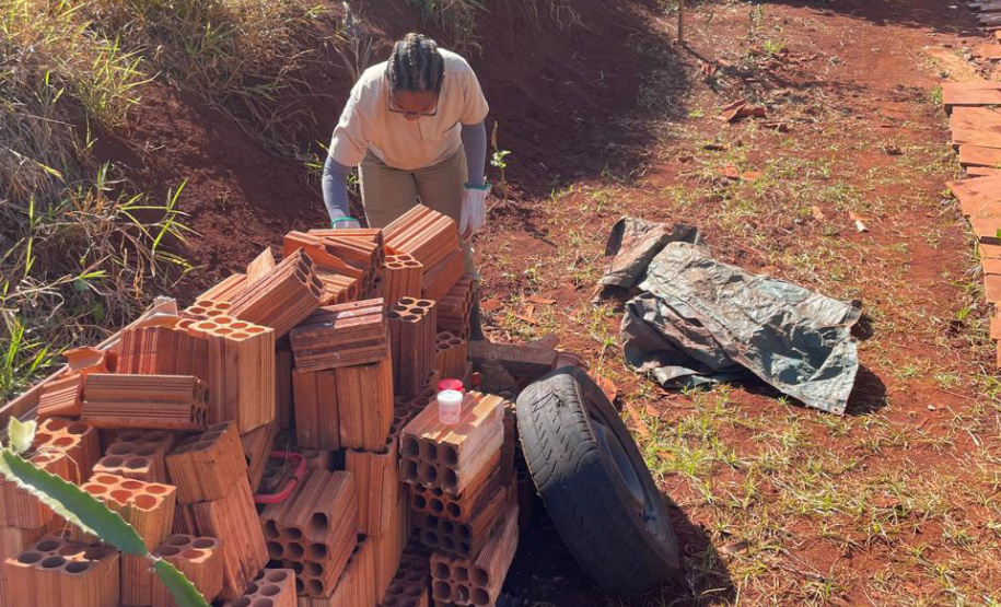 Saúde reforça cuidados e medidas de prevenção para evitar acidentes com escorpiões no Paraná