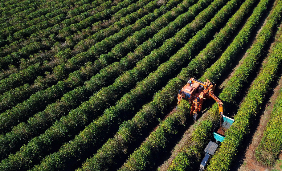Colheita de café
