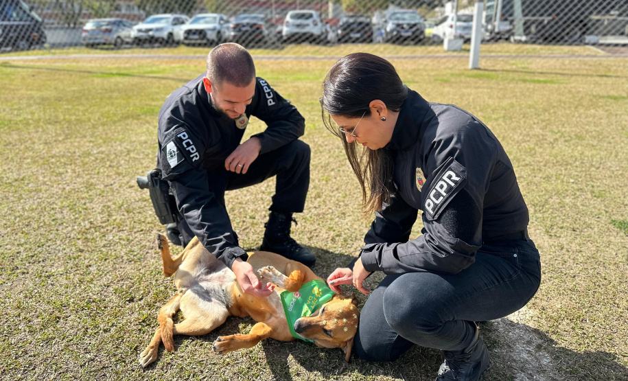 XVIII Corrida da Polícia Civil do Paraná acontece neste domingo em Curitiba