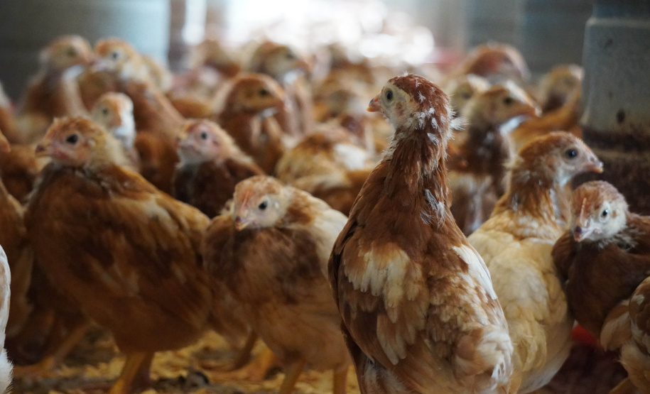 Adapar realiza força-tarefa para assegurar biosseguridade em estabelecimentos avícolas no Paraná