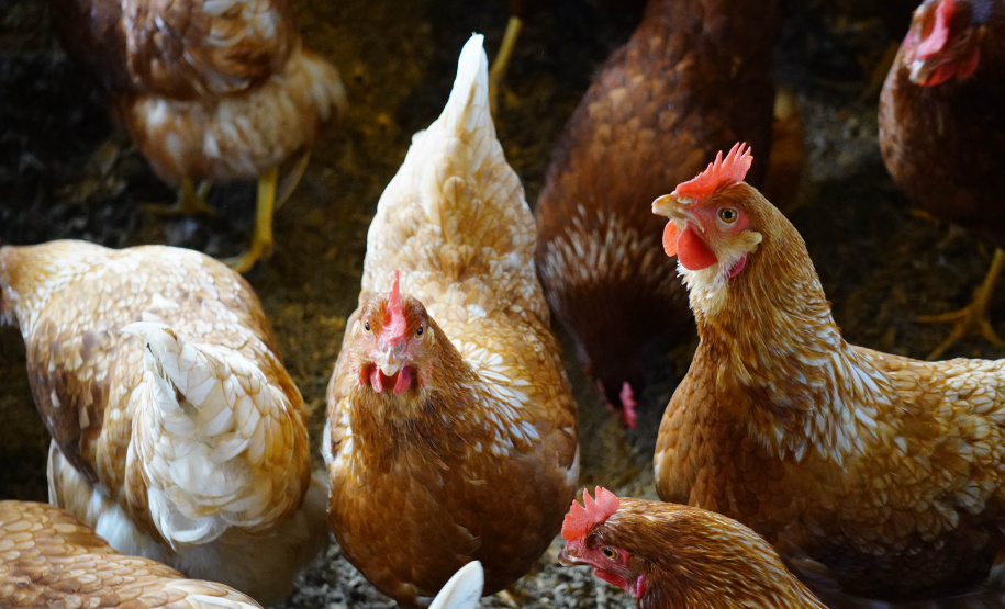 Adapar realiza força-tarefa para assegurar biosseguridade em estabelecimentos avícolas no Paraná