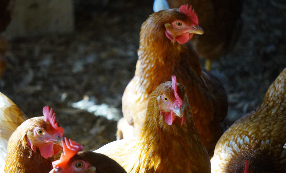 Adapar realiza força-tarefa para assegurar biosseguridade em estabelecimentos avícolas no Paraná