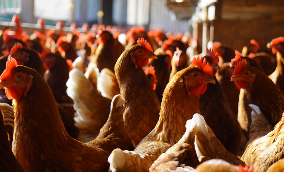 Adapar realiza força-tarefa para assegurar biosseguridade em estabelecimentos avícolas no Paraná