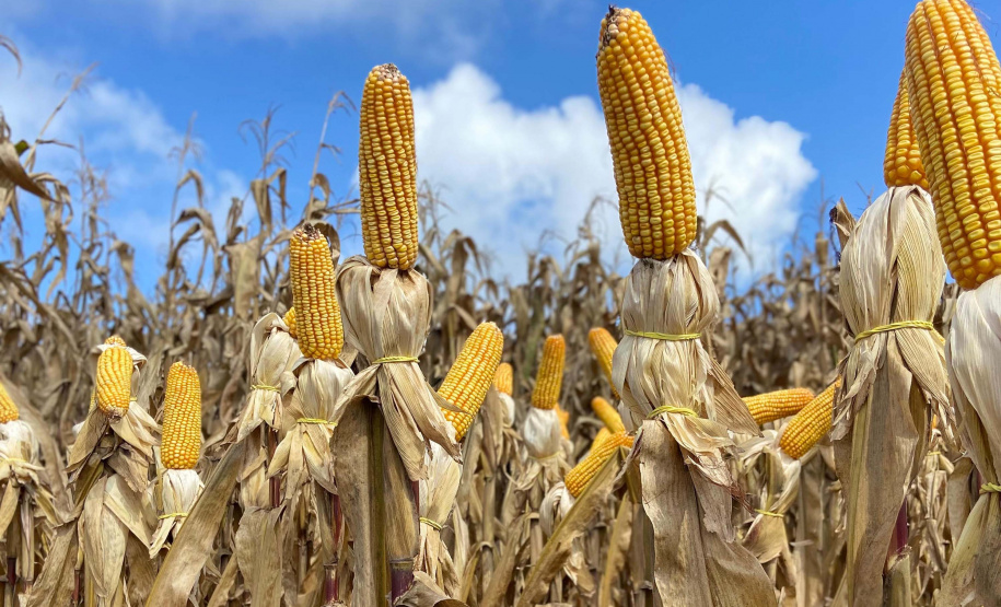 Milho: produzir mais é desafio para a pesquisa e a extensão rural