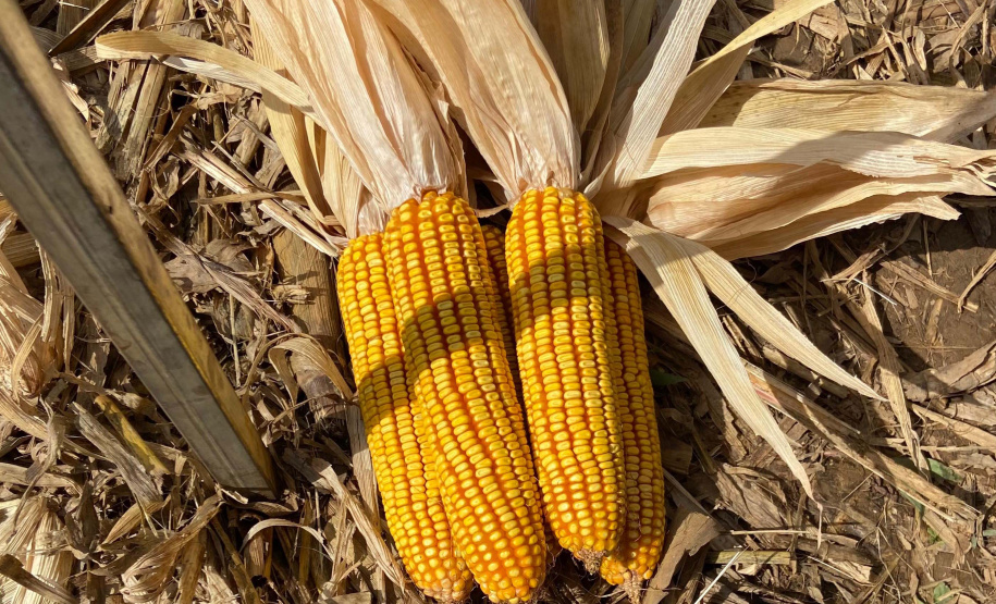 Milho: produzir mais é desafio para a pesquisa e a extensão rural