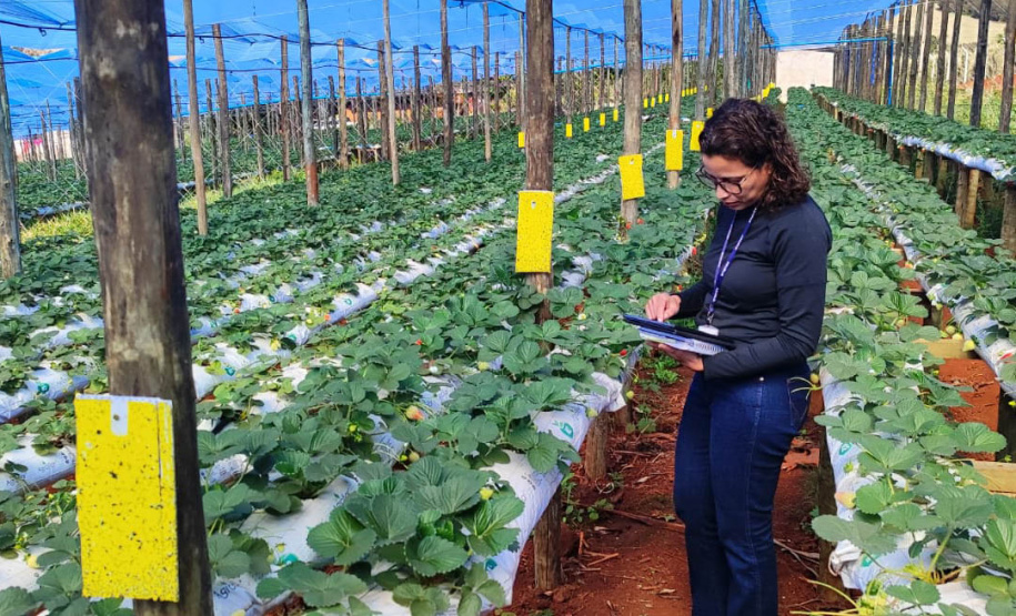 Adapar anuncia concurso com 57 vagas para fiscal e assistente de fiscalização; salários vão até R$ 8.463,20